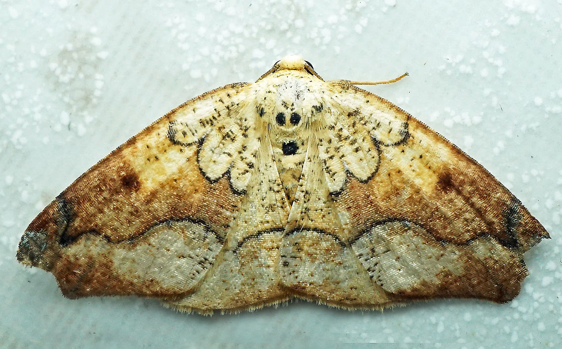 #337 Dapa, Valle Del Cauca 2100m