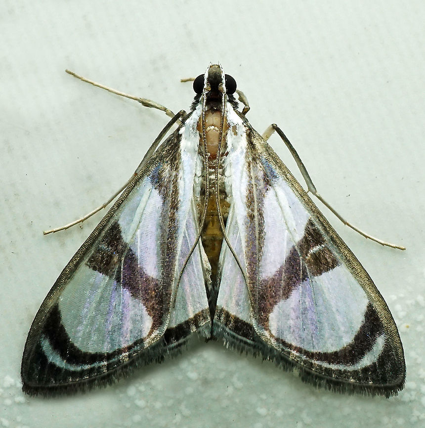 Glyphodes extorris Dapa, Valle Del Cauca 2100m Glyphodes extorris