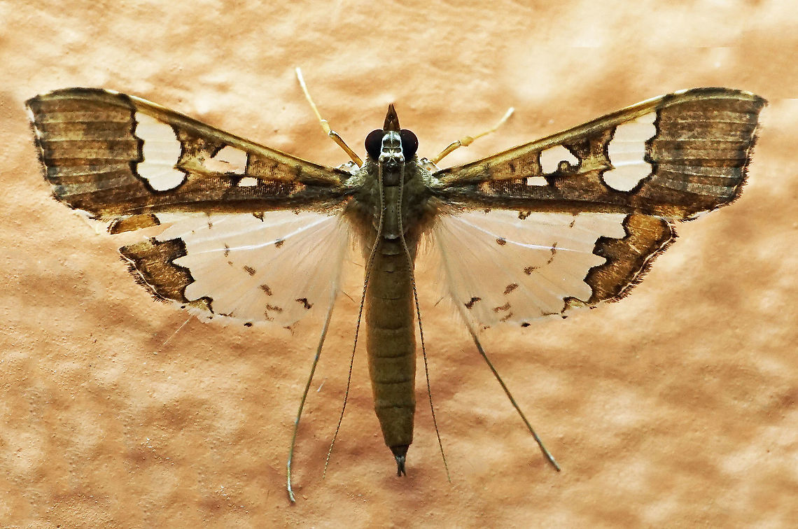 Maruca sp. Dapa, Valle Del Cauca 2100m