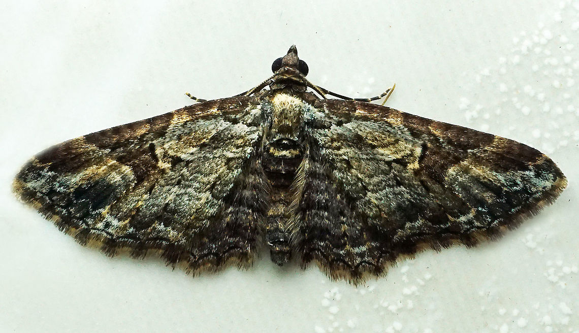 #340 Dapa, Valle Del Cauca 2100m