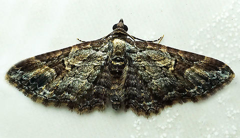 #340 Dapa, Valle Del Cauca 2100m