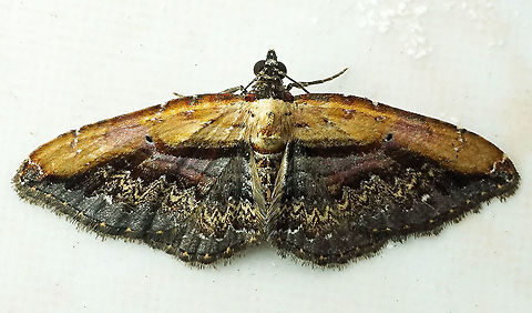 Selenisa sp. Dapa, Valle Del Cauca 2100m