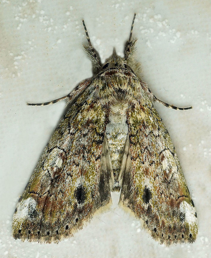 #342 Dapa, Valle Del Cauca, 2100m