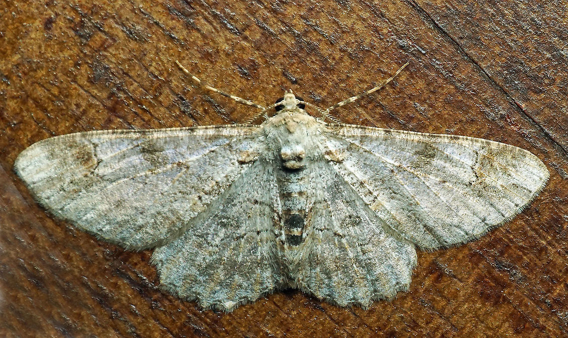 #343 Dapa, Valle Del Cauca, 2100m