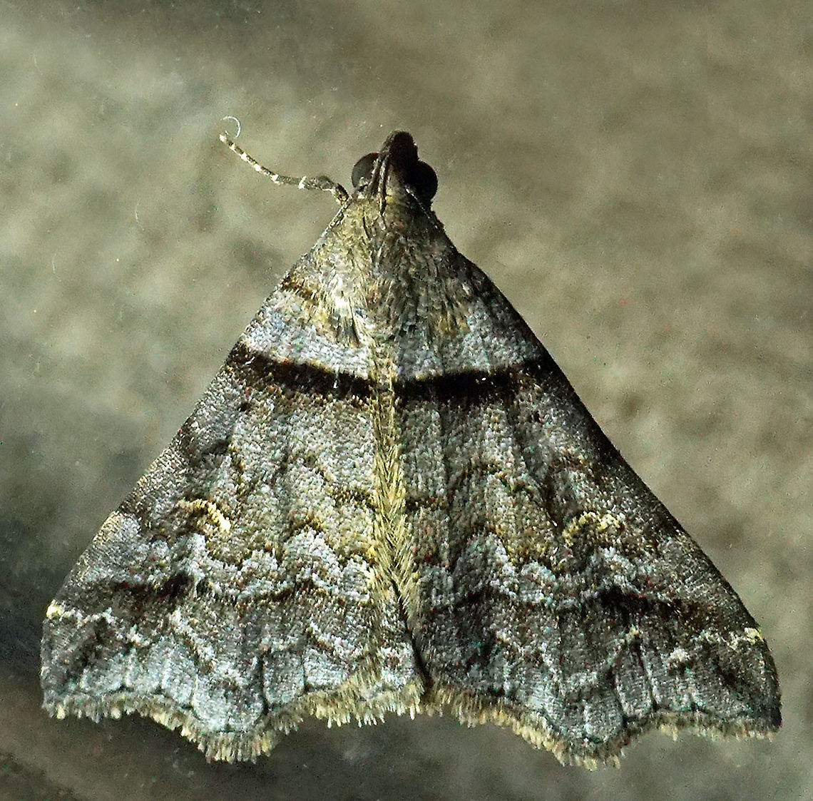 #344 Dapa, Valle Del Cauca, 2100m