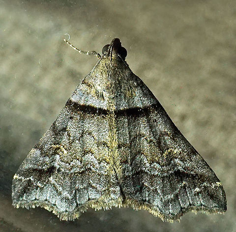 #344 Dapa, Valle Del Cauca, 2100m