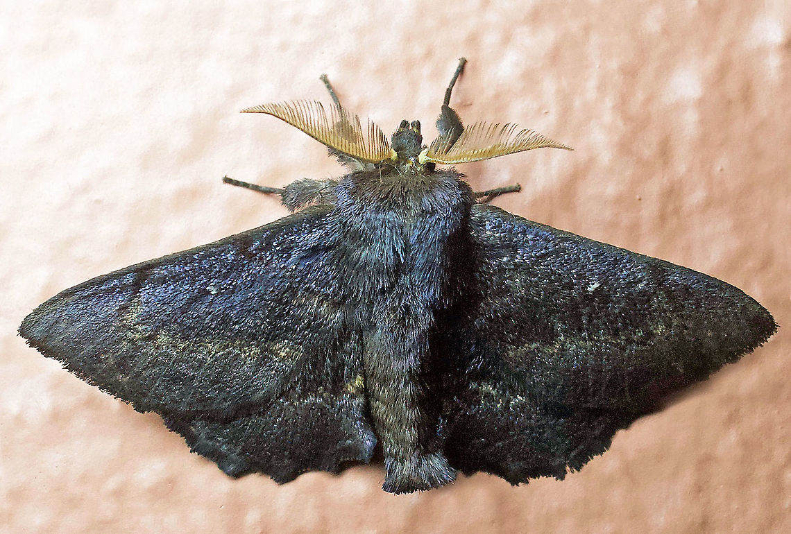 #345 Dapa, Valle Del Cauca