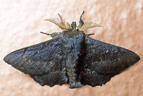 #345 Dapa, Valle Del Cauca