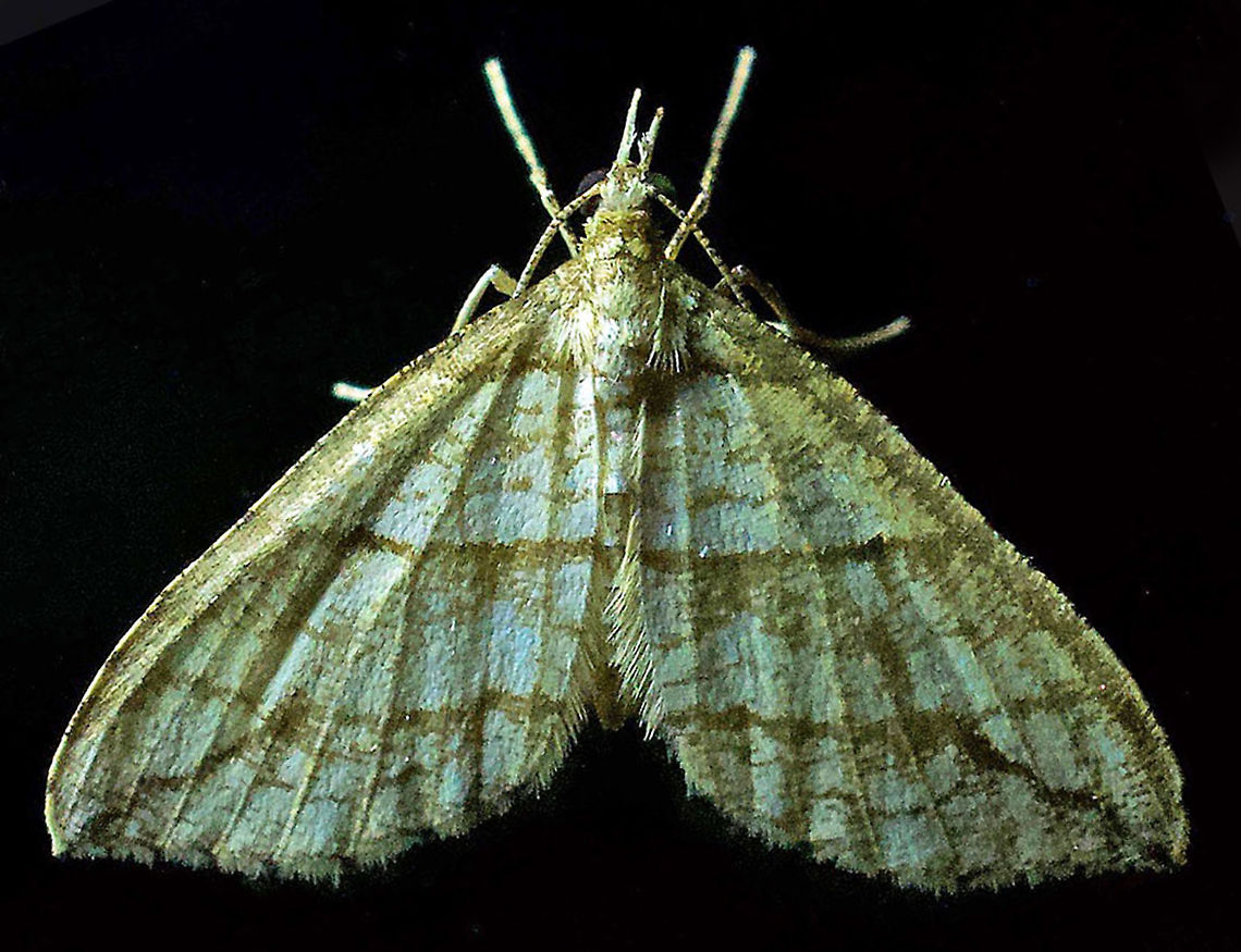 #346 Dapa, Valle Valle Del Cauca Cauca, 2100m