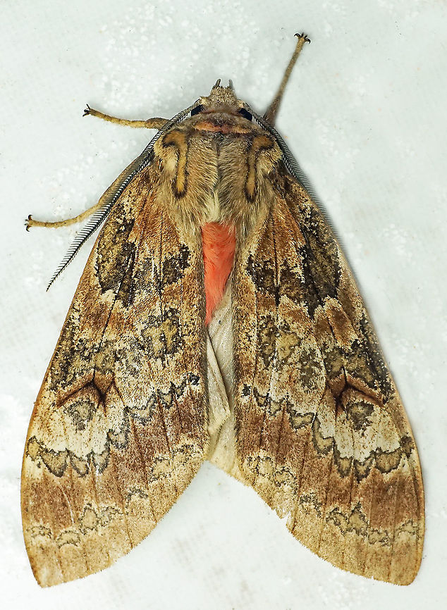 Amastus suffusa Dapa,Valle Del Cauca,2100m  Amastus suffusa