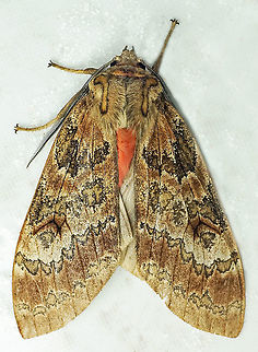 Amastus suffusa Dapa,Valle Del Cauca,2100m  Amastus suffusa