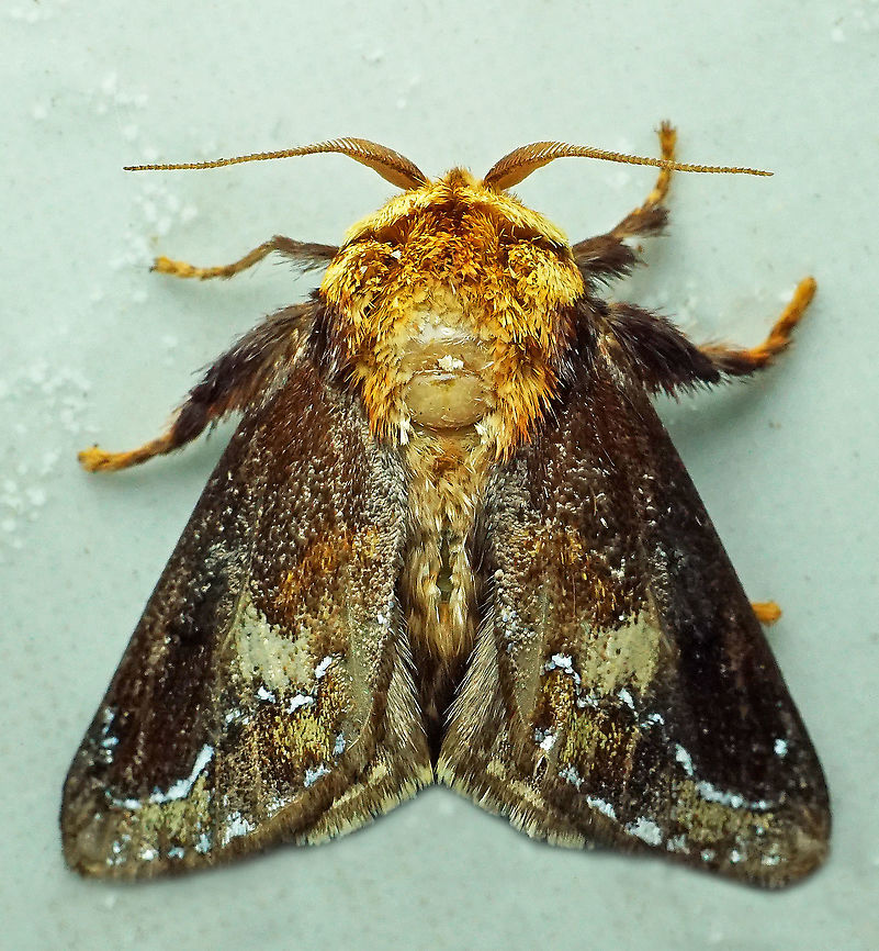 Miresa clarissa Dapa, Valle Del Cauca,2100m Miresa clarissa