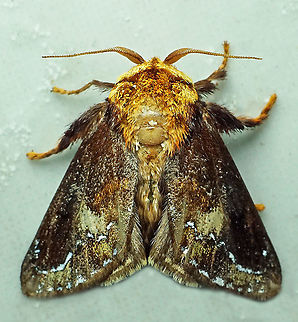 Miresa clarissa Dapa, Valle Del Cauca,2100m Miresa clarissa