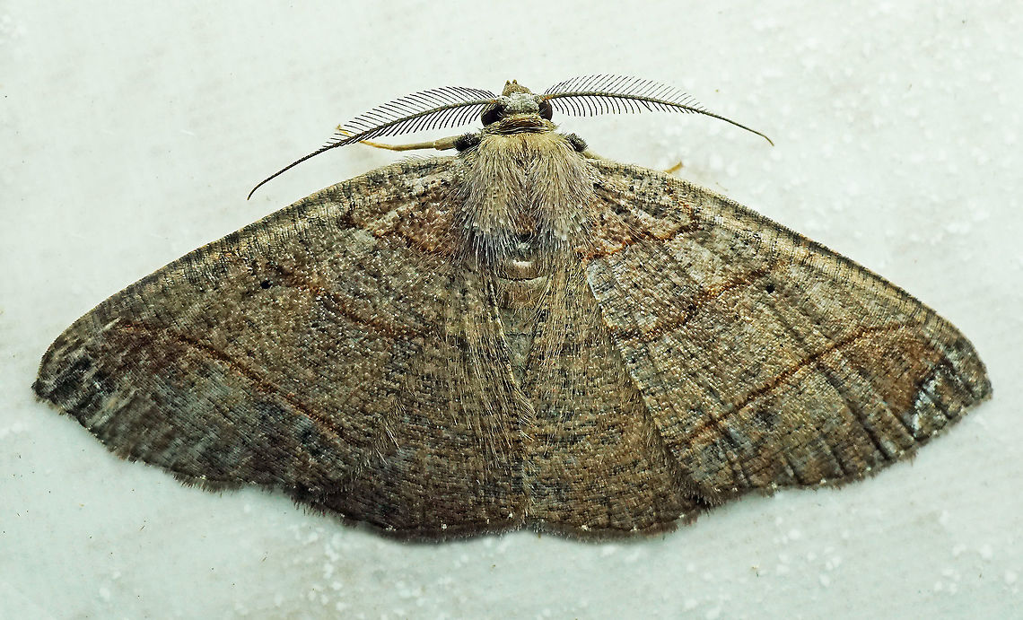Perissopteryx delusa Dapa, Valle Del Cauca, 2100m Perissopteryx delusa