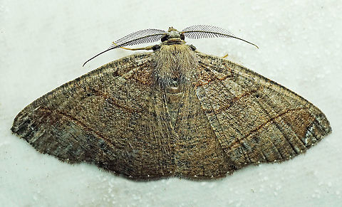 Perissopteryx delusa Dapa, Valle Del Cauca, 2100m Perissopteryx delusa