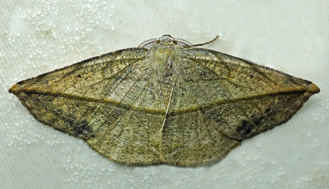 Eusarca crameraria Dapa, Valle Del Cauca, 2100m  Eusarca crameraria