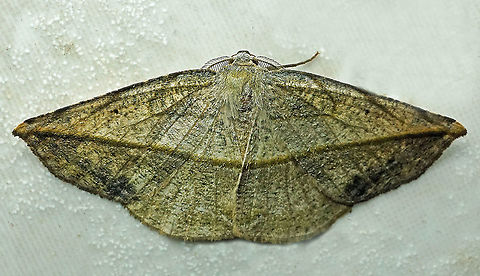 Eusarca crameraria Dapa, Valle Del Cauca, 2100m  Eusarca crameraria