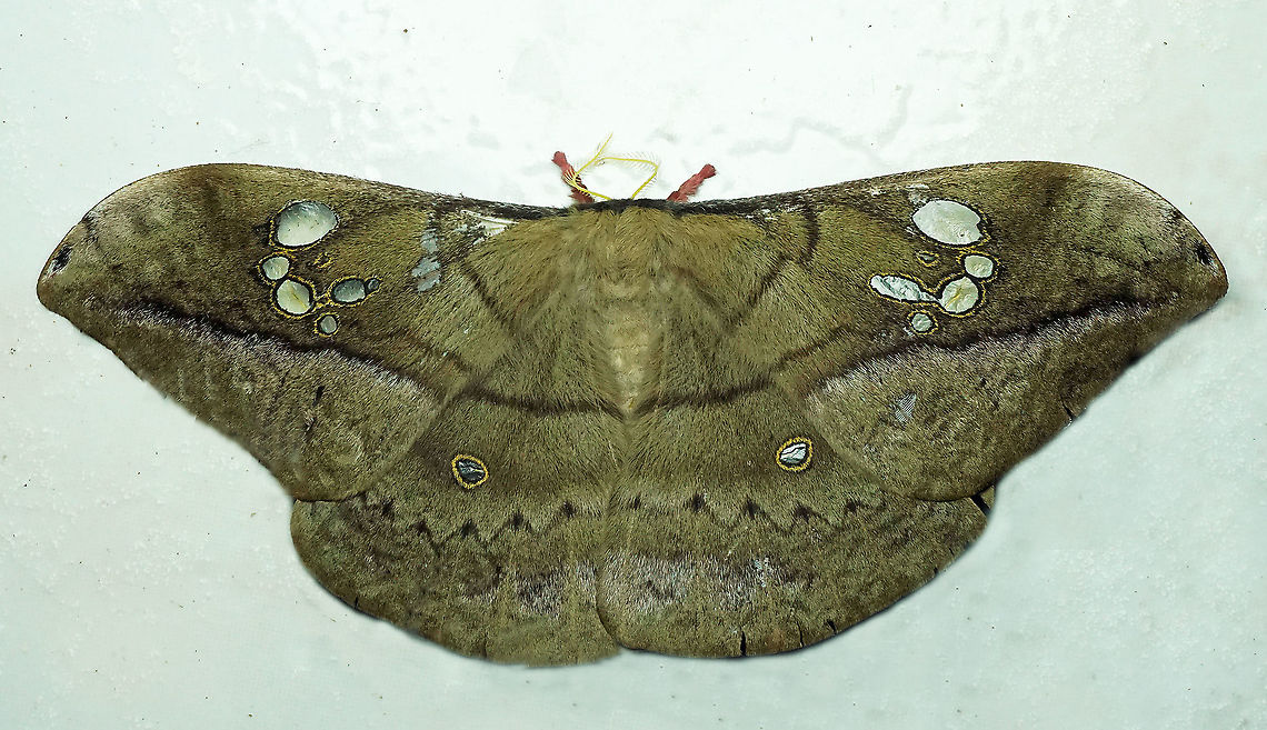 Copaxa andensis Dapa, Valle Del Cauca, 2100m Copaxa andensis