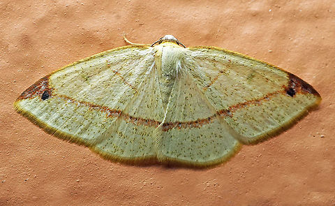 #349 Dapa, Valle Del Cauca, 2100m Microxydia orsitaria