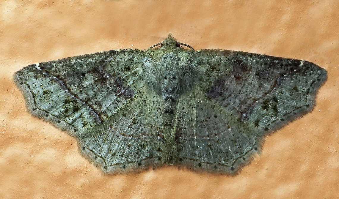 #349 Dapa, Valle Del Cauca, 2100m