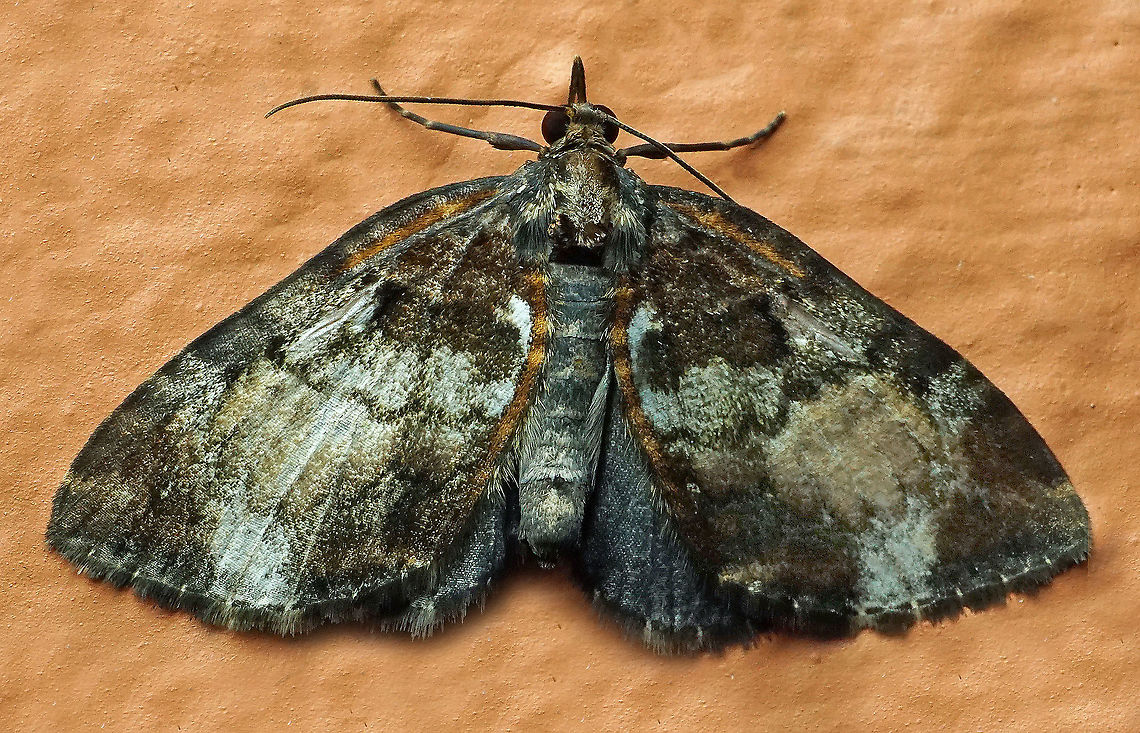 #350 Dapa, Valle Del Cauca, 2100m