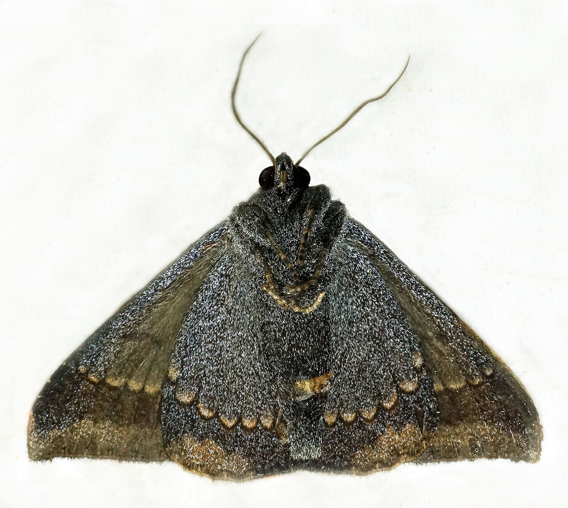 #351 Dapa, Valle Del Cauca, 2100m