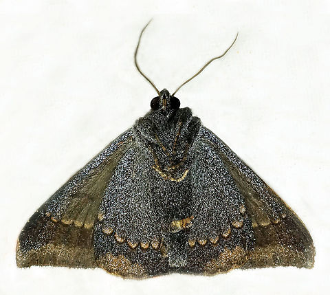 #351 Dapa, Valle Del Cauca, 2100m