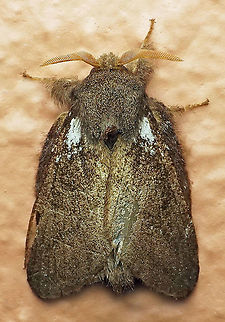 Euglyphis sp. Dapa, Valle Del Cauca, 2100m