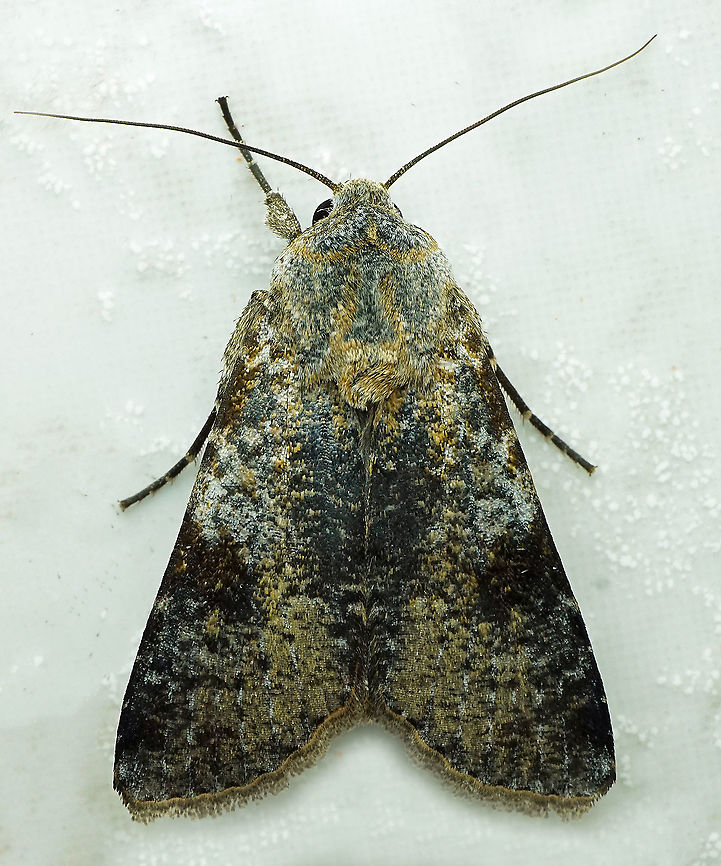 #353 Dapa, Valle Del Cauca, 2100m