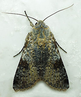 #353 Dapa, Valle Del Cauca, 2100m