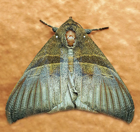 #354 Dapa, Valle Del Cauca, 2100m