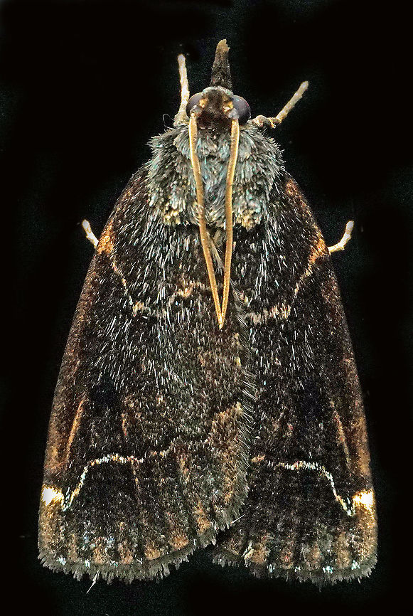 #355 Dapa, Valle Del Cauca, 2100m