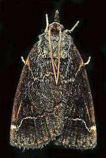 #355 Dapa, Valle Del Cauca, 2100m