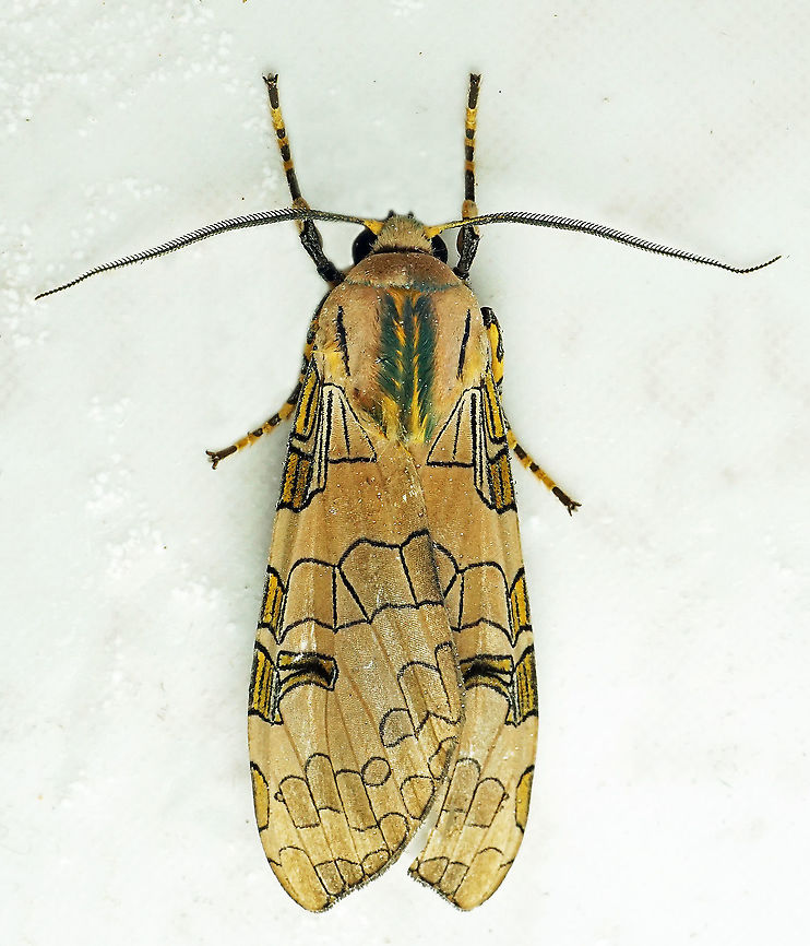 Halysidota sp. Dapa, Valle Del Cauca, 2100m Halysidota underwoodi