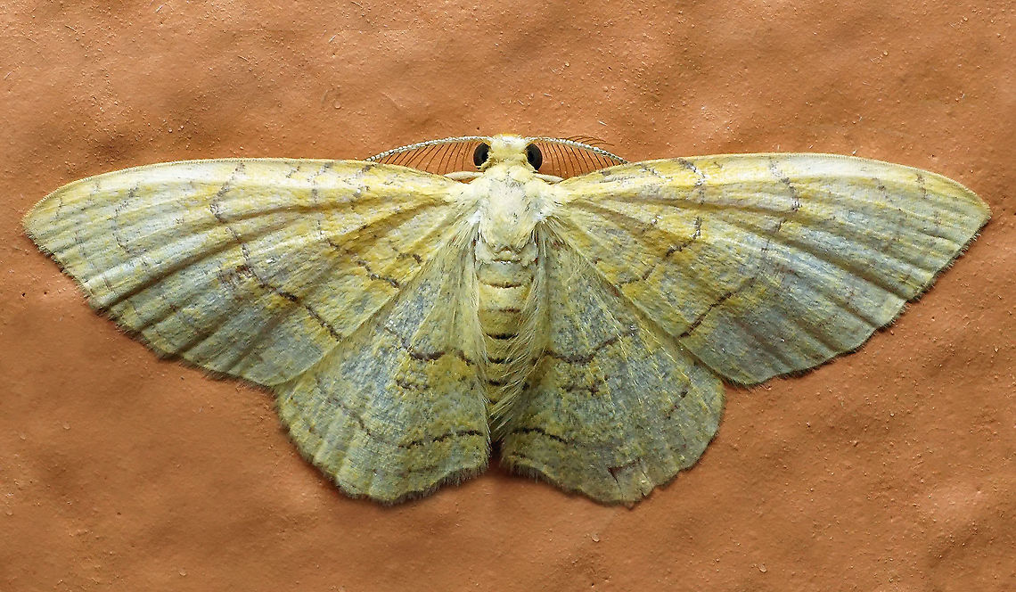 #357 Dapa, Valle Del Cauca, 2100m