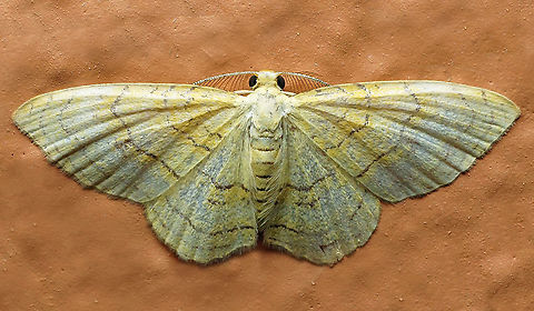 #357 Dapa, Valle Del Cauca, 2100m