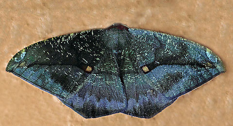 Oxydia sp. Dapa, Valle Del Cauca, 2100m