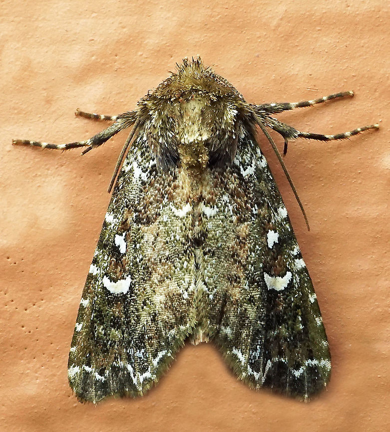 #359 Dapa, Valle Del Cauca, 2100m