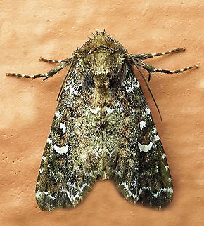 #359 Dapa, Valle Del Cauca, 2100m