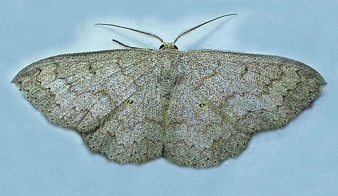 Cyclophora sp. Dapa, Valle Del Cauca, 2100m