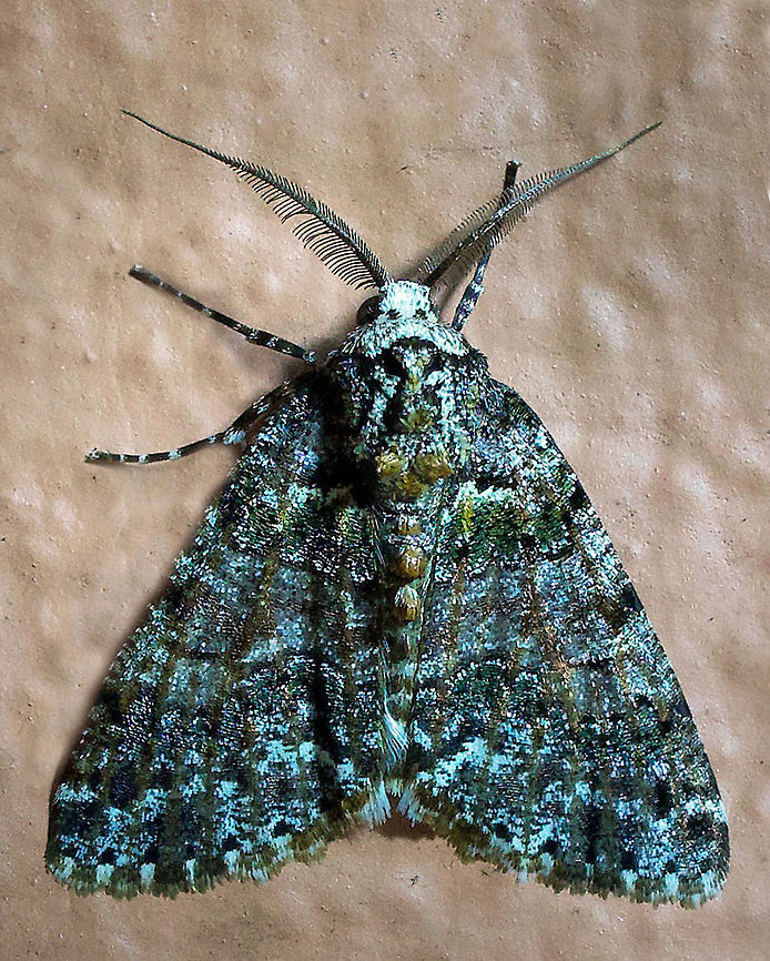 Cargolia sp. Dapa, Valle Del Cauca,2100m