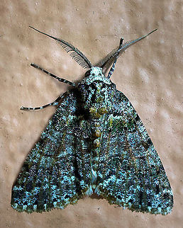Cargolia sp. Dapa, Valle Del Cauca,2100m
