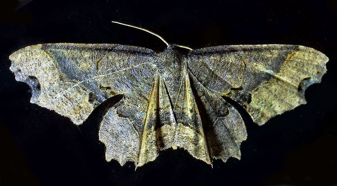 Dysaethria sp. Dapa, Valle Del Cauca,2100m