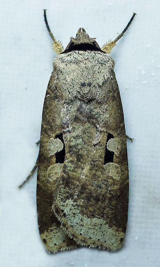 Anicla sp. Dapa, Valle Del Cauca,2100m