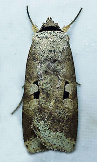 Anicla sp. Dapa, Valle Del Cauca,2100m