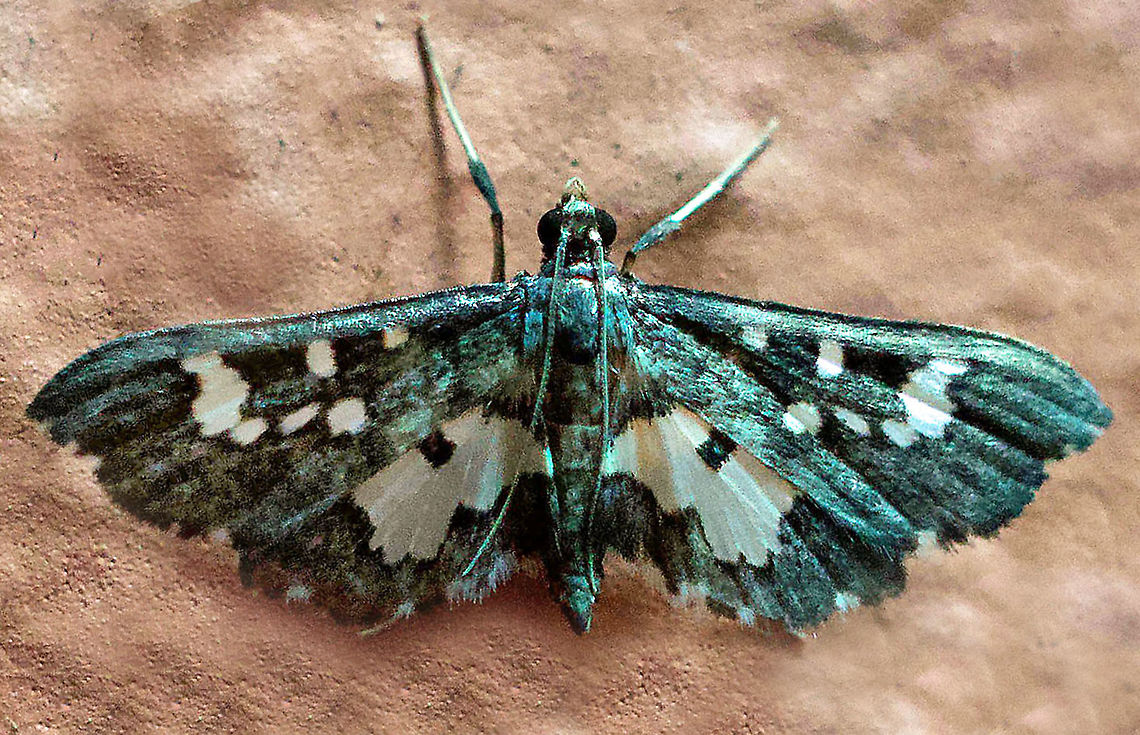 Eurrhyparodes sp. Dapa, Valle Del Cauca,2100m