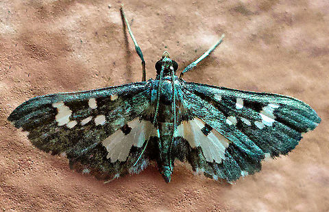 Eurrhyparodes sp. Dapa, Valle Del Cauca,2100m