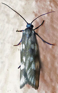 Urodus sp. Dapa, Valle Del Cauca,2100m