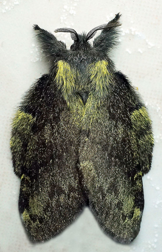 Euglyphis sp. Dapa, Valle Del Cauca, 2100m