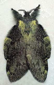 Euglyphis sp. Dapa, Valle Del Cauca, 2100m